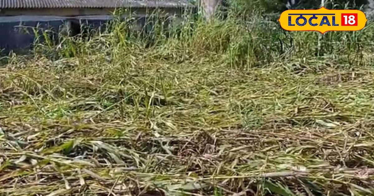 Crops ruined by heavy rain … Farmers will get compensation, this work must be done!