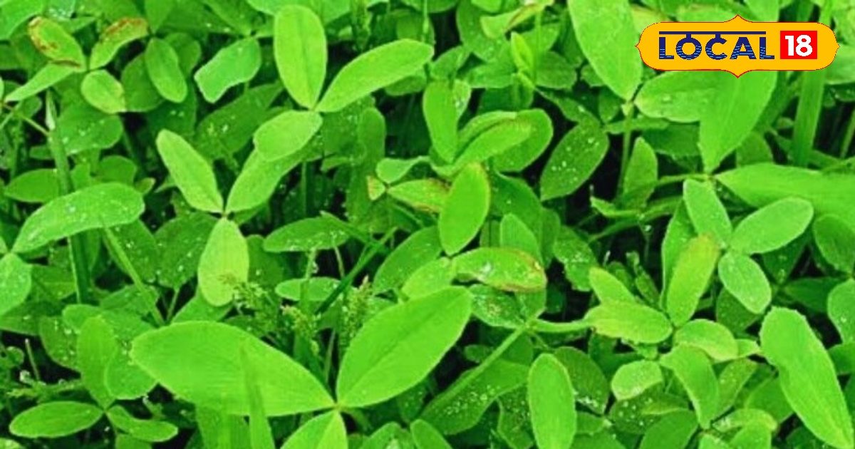 Barsim – Green feed to winter summer, a healthy diet of animals and profits for farmers.