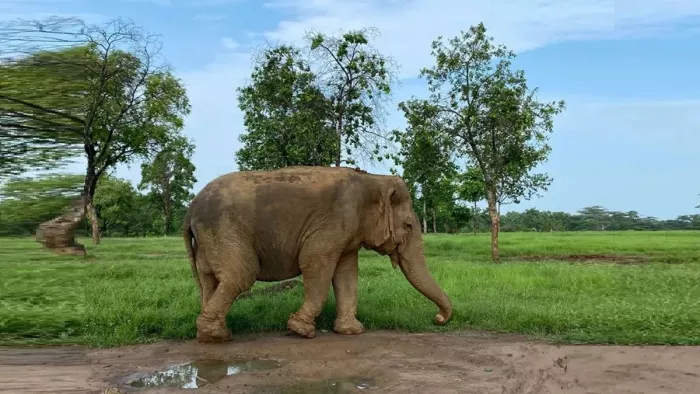 Hathini disappeared with two Mahavat in Palamu, a complaint for a complaint -elephant in the Palamu police investigation underway
