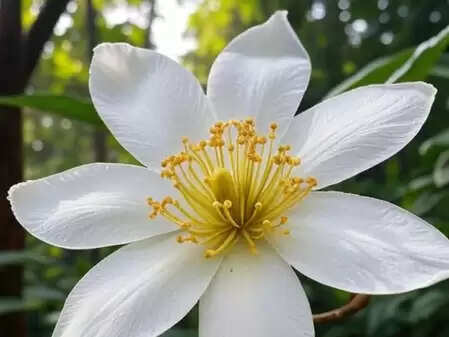 Not just a flower, the treasure of the properties of beauty is a snake flap! Learn what Ayurveda says