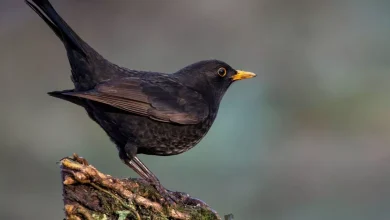 anybody-with-blackbirds-in-backyard-requested-to-win-straightforward-thing-as-virus-spreads