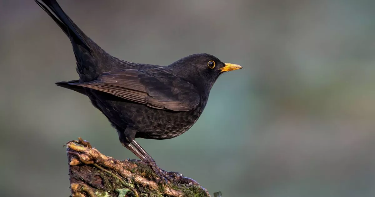 anybody-with-blackbirds-in-backyard-asked-to-stay-straightforward-part-as-virus-spreads