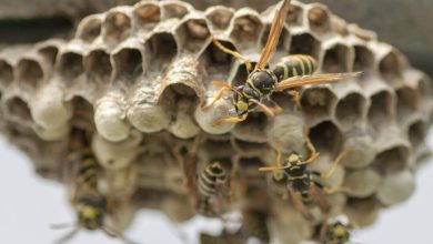 Tragic wasp attack: Two innocent people who died due to the wasp attack in China have stabbed more than 1000 times