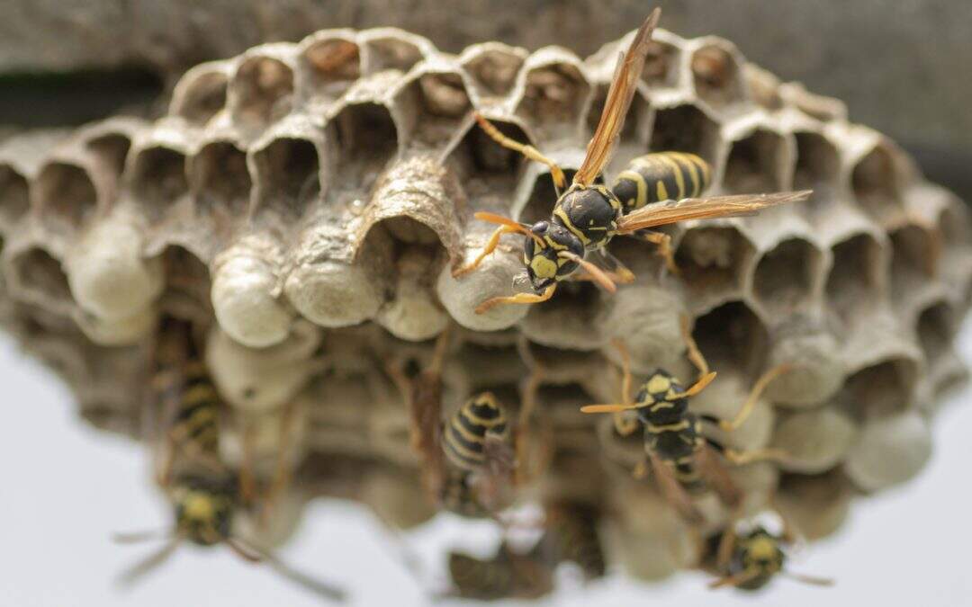 Tragic wasp attack: Two innocent people who died due to the wasp attack in China have stabbed more than 1000 times