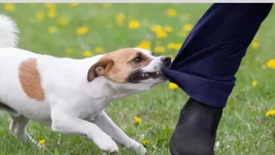 Pet dog attack in Chandigarh, the leg of a young man walking near the house, is badly cut on the owner – pet dog attacks the youth in Chandigarh. Bad pieces of youth walking near the house against the owner