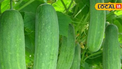 Garden tips: Cucumber grown in pot knows what the easy way to plant it doesn’t have to buy from the market