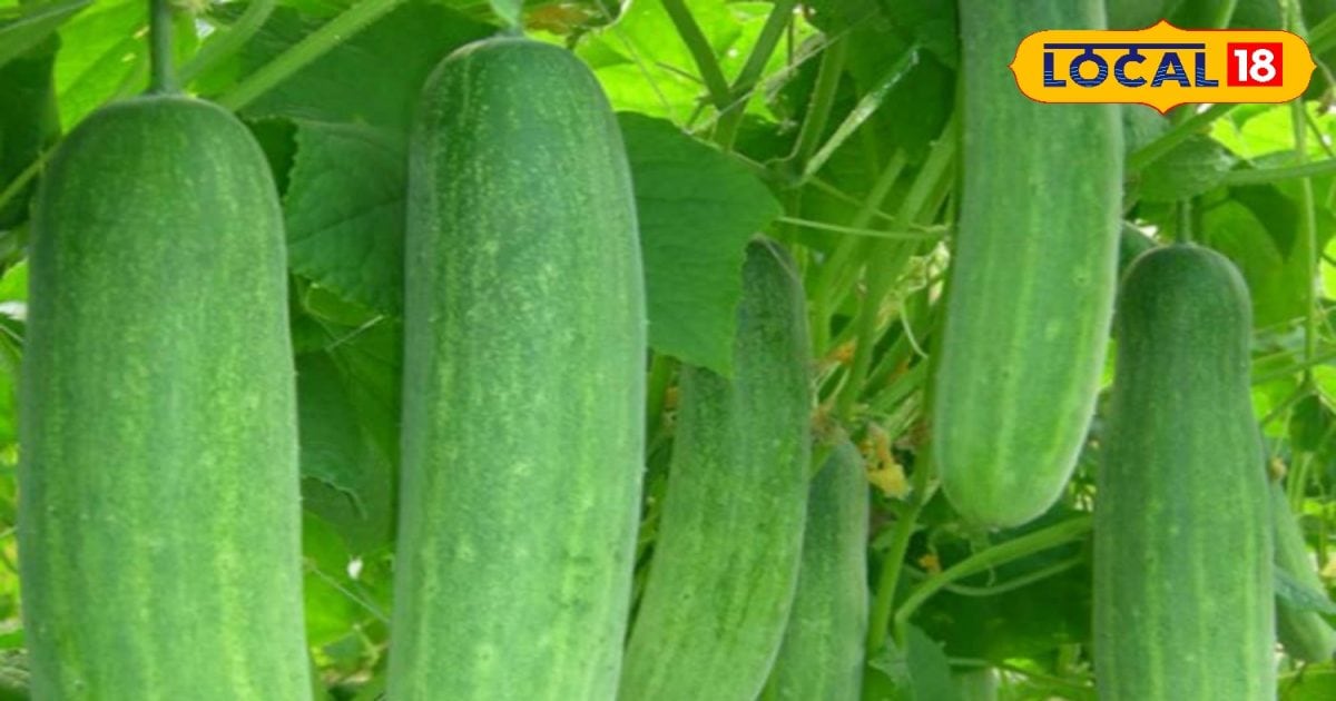 Garden tips: Cucumber grown in pot knows what the easy way to plant it doesn’t have to buy from the market