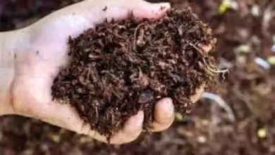 Odisha: Opposition parties criticize the state government for fertilizer crisis