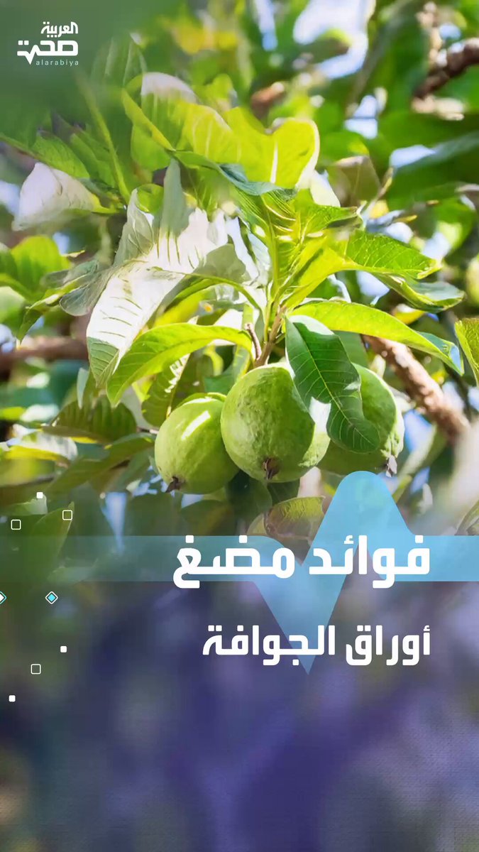 منها دعم المناعة.. 5 فوائد صحية لمضغ أوراق الجوافة صحة _صحة