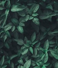 Why are most leaves of green?