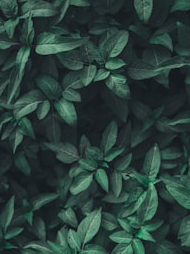 Why are most leaves of green?