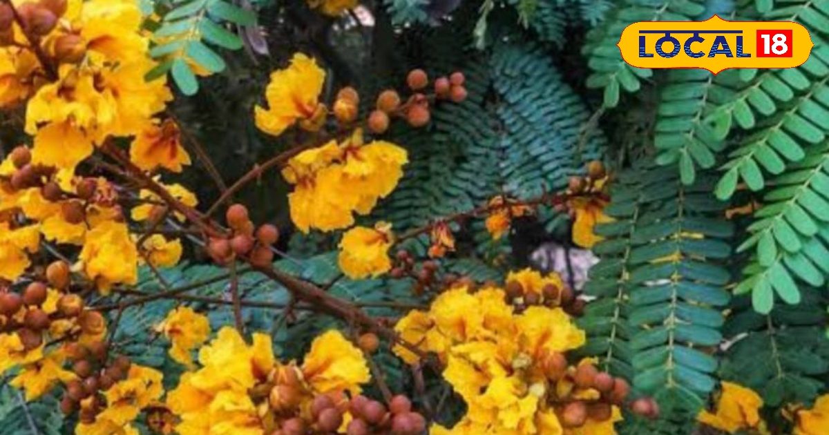 Gulmohar is a stock of medicinal properties that are beneficial in arthritis to hemorrhoids