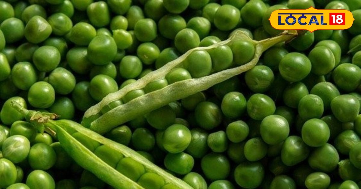 Sow these varieties of peas in the last week of September, crop ready in 60 days