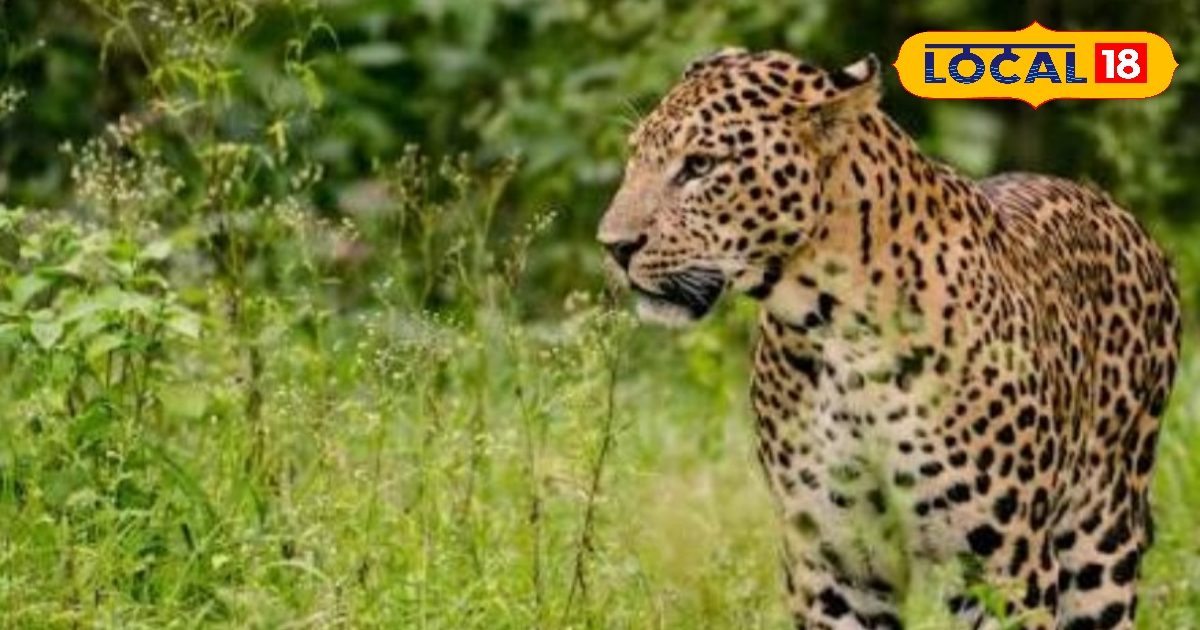 Access of new guests in the Gorakhpur Zoo, Leopard will be seen by viewers
