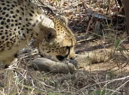 Madhya Pradesh: 20 -month -old female leopard in Kuno National Park, fear of collision with leopard
