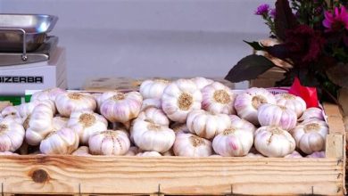 فوائد-الثوم-النيء-للحماية-من-السرطان-وتعزيز-المناعة