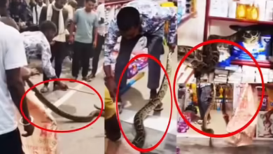 8 feet of long dragon in Kushinagar created a stir, shop and nearby people in panic