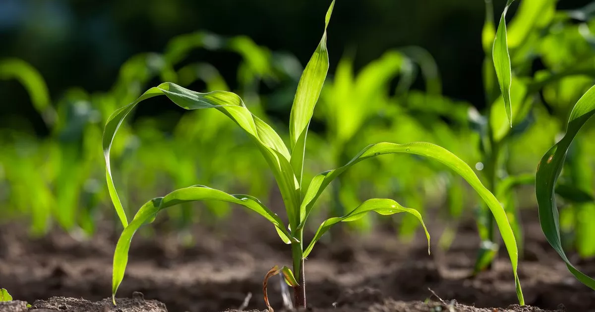 gardeners-suggested-to-s-sow-one-fruit-now-or-omit-vital-date