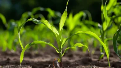 Gardeners Urged to s sow one fruit now or Miss Crucial Date – ryan