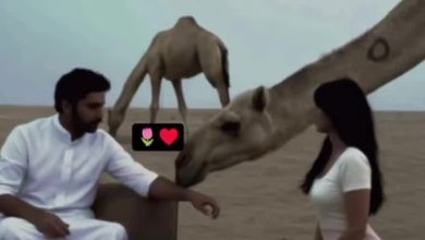 @se______28 #الطايف … – ryan