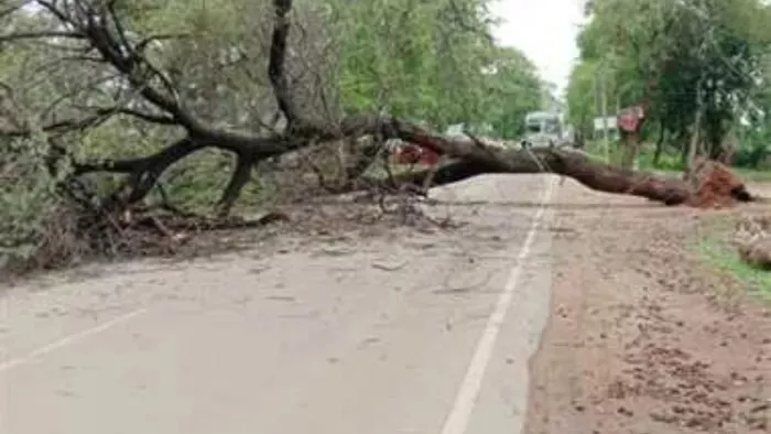 Cedar Tree fell on the national highway near the Army Colony in Banikhet of Chamba, stuck in the middle due to highway jam – landslide in Dalhousie in Chamba NH disrupted traffic.