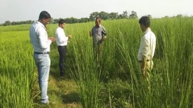 SIM preference will make Kosi’s barren country fertile, the revenue of farmers will increase – Saharsa News Sim Sim Samridhi Khas Cultivation on Barrial Land