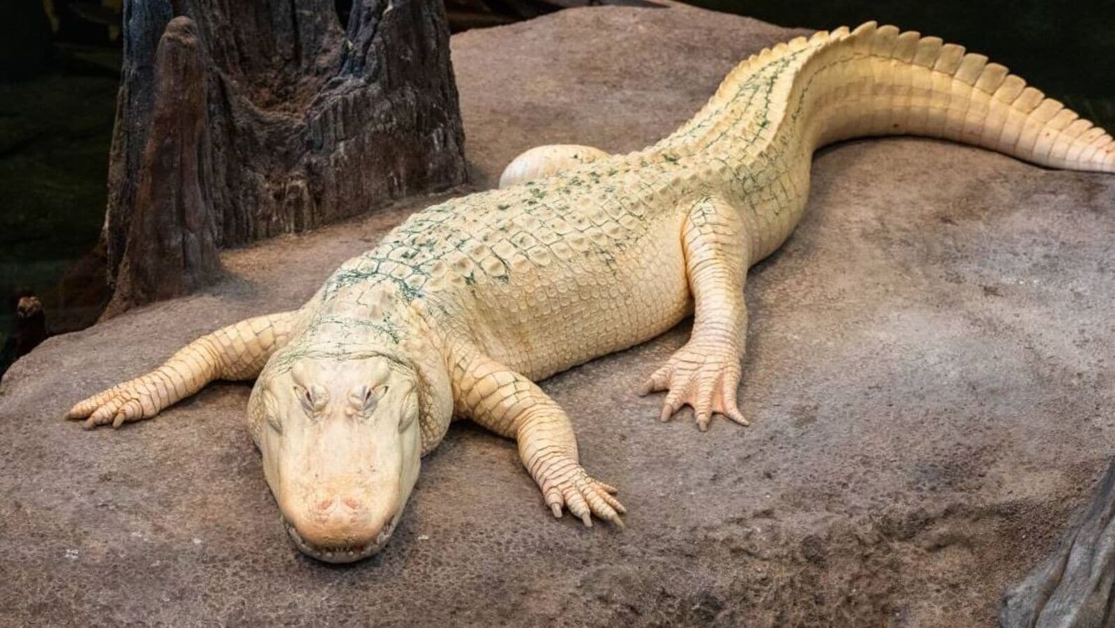 How an AI giant became obsessed with an albino -alligator