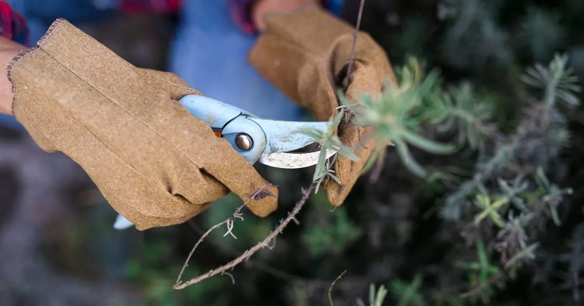 Garden Expert Yous You’ve Been Pruning Lavender All Wrong – Correct Way to do it – ryan