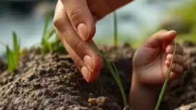 The 15 -day -old girl was buried alive, how did the boy grazing the goat saved his life?