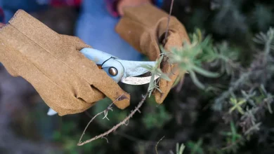 garden-educated-yous-you’ve-been-pruning-lavender-all-bad-–-legal-formula-to-create-it