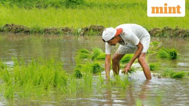 Food grain production to improve in 2025-26 but no bumper crop