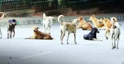 Guidelines issued for the population control of stray dogs in Delhi