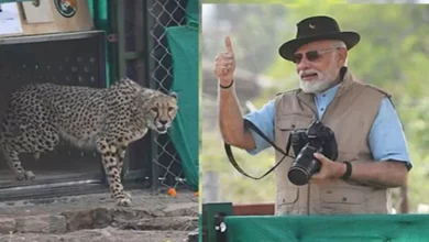 Now the cheetahs have become ‘Desi’, the wind and water of India came on this day, Premier Modi left the Leopards in Kuno – Today the Cheetah Rehabilitation Project has completed three years in the country