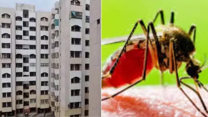 Be careful if you live in Lucknow! These empty plots spread dengue -malaria, lda labeled – Lucknow News vacant plots become breeding ground for disease