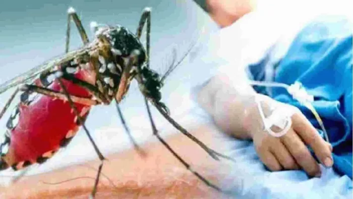 After flooding in Jammu and Kashmir, now Dengue Havoc, 473 cases were unveiled; An atmosphere of panic among people – after flooding Dengue in Jammu and Kashmir, with 473 cases, residents of panic -stripped reported