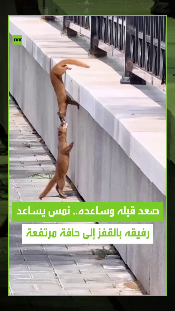 لحظة رائعة تجسد روح التعاون بين الحيوانات .. نمس يساعد رفيقه الذي واجه صعوبة في القفز على حافة…