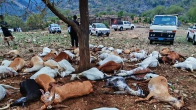 إثر صاعقة رعدية برجال ألمع… نفوق 72 رأسًا من الماعز بقرية الأهمال. القطيع كان تحت شجرة وقت…
