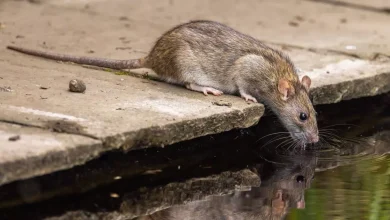 rats-‘will-by-no-procedure-enter-your-backyard’-as-a-result-of-vegetation-‘they-can’t-stand’