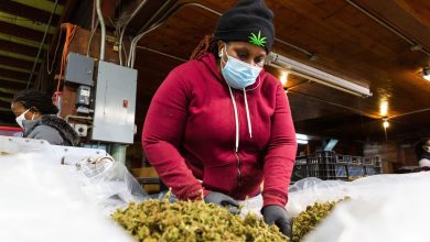 who’s-getting-prosperous-from-marijuana-legalization-in-sleek-york?
