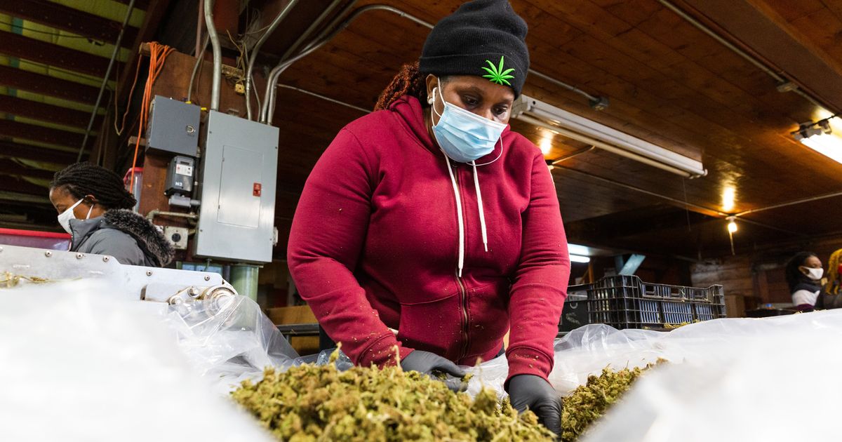 who’s-getting-prosperous-from-marijuana-legalization-in-sleek-york?