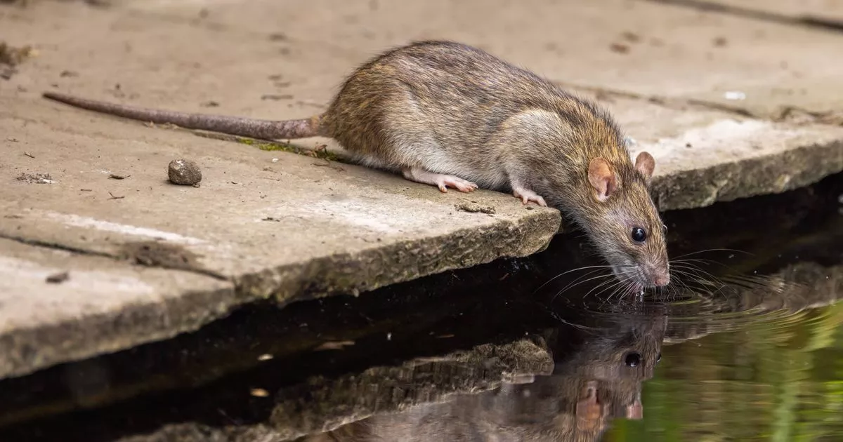 Rats ‘Will Never Enter Your Garden’ Due to Plants ‘They Can’t Stand’ – ryan