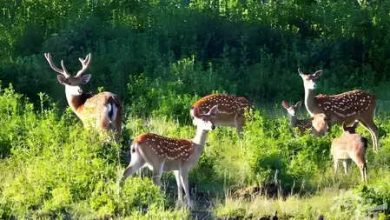 China’s 34 Nature Reserve has become the World Biosphere Reserve