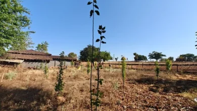 Aurapat will become Gumla’s development model, 500 primitive tribes will be economic development of the pilot project – Gumla News Aurapat Village Pilot Project to achieve economic growth for 500 primitive tribes