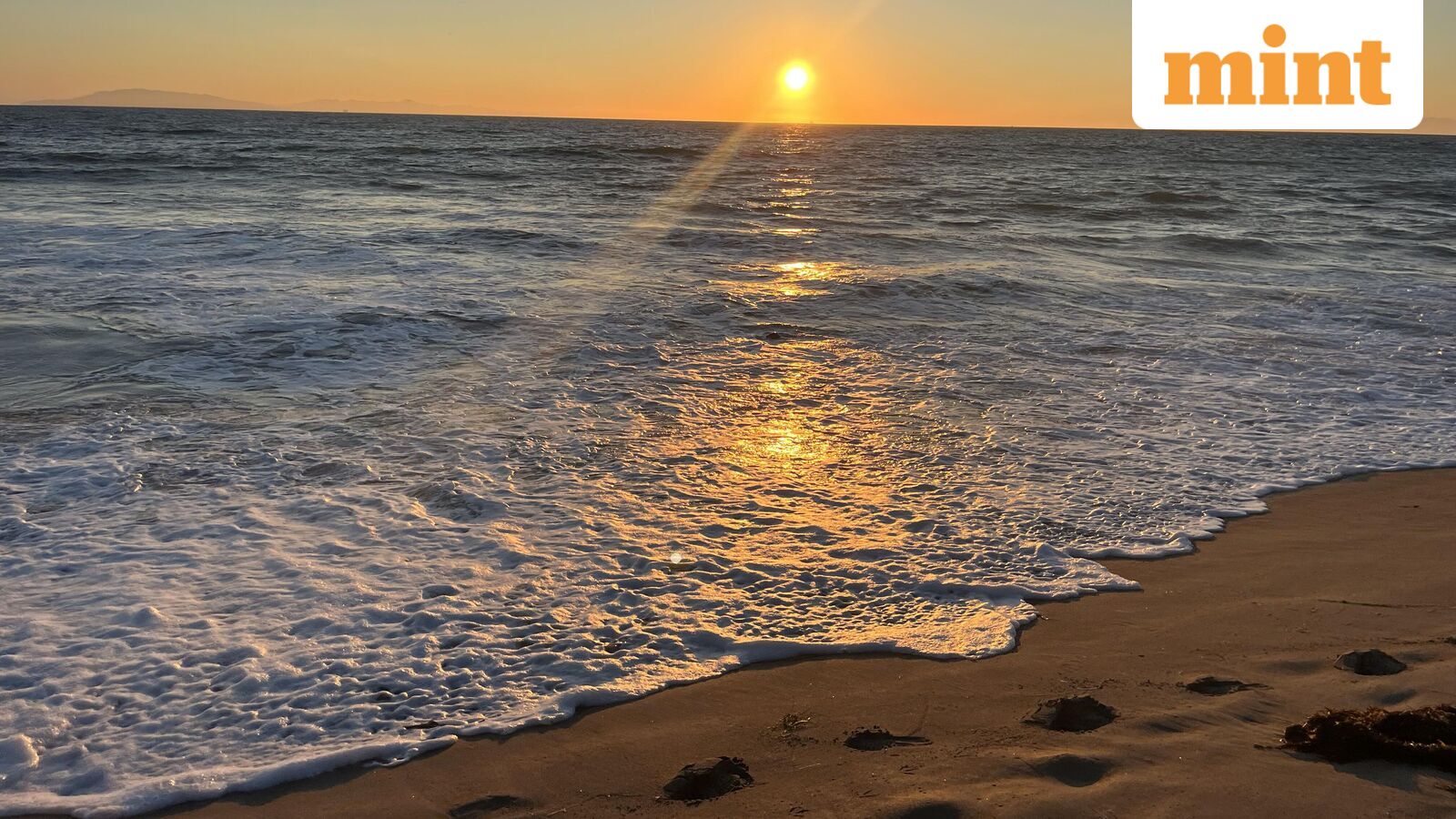 Optical illusion: You must be an expert to find a seal on this photo. Can you do this in 10 seconds?