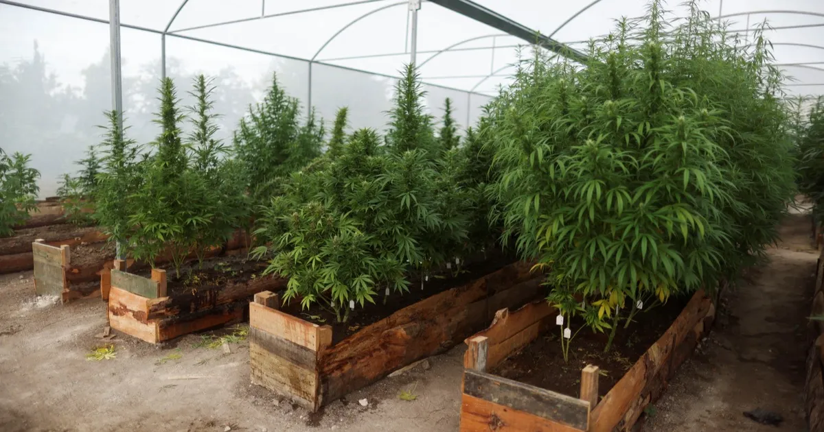 Does hemp use increase the risk of diabetes? Researchers reply