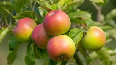 gareers-urged-to-hang-one-item-in-apple-and-plum-trees-from-to-july