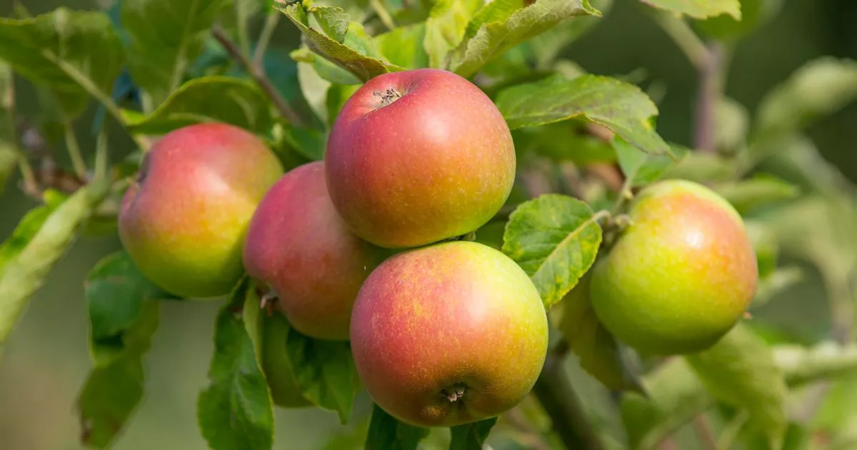 gareers-urged-to-hang-one-item-in-apple-and-plum-trees-from-to-july