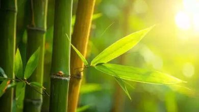 World Bamboo Day: Bamboo contributes to human life and environment