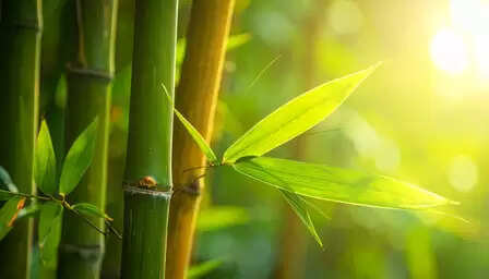 World Bamboo Day: Bamboo contributes to human life and environment