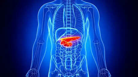 Small part, great work! Know how the pancreas control diabetes and digestion